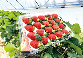 자연이팜 농원에서 수확한 딸기
