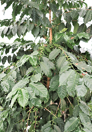 장수커피농장의 커피나무에 커피가 알알이 들어차 수확을 앞두고 있다.
