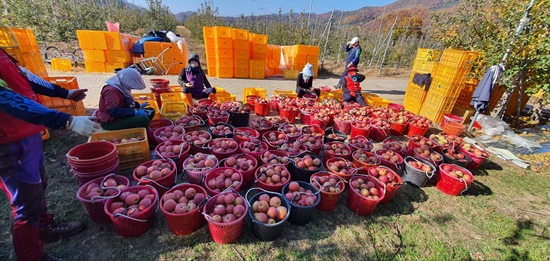 지난해 도농상생 일자리 채움사업으로 경북 청송에서 사과를 수확하고 있는 도시민