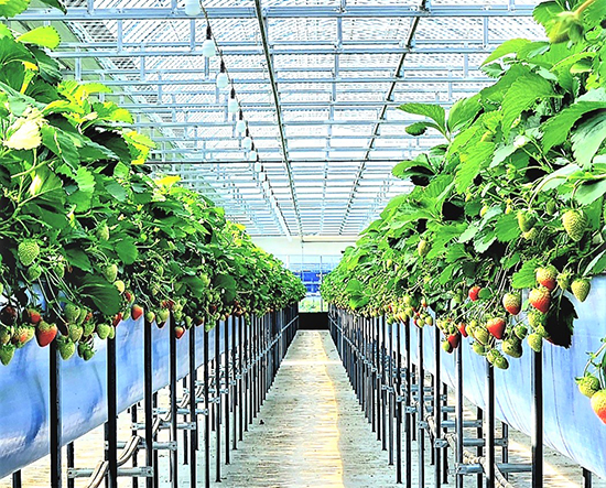 탐스런 딸기가 수확을 기다리고 있는 김명선 대표의 딸기 농장