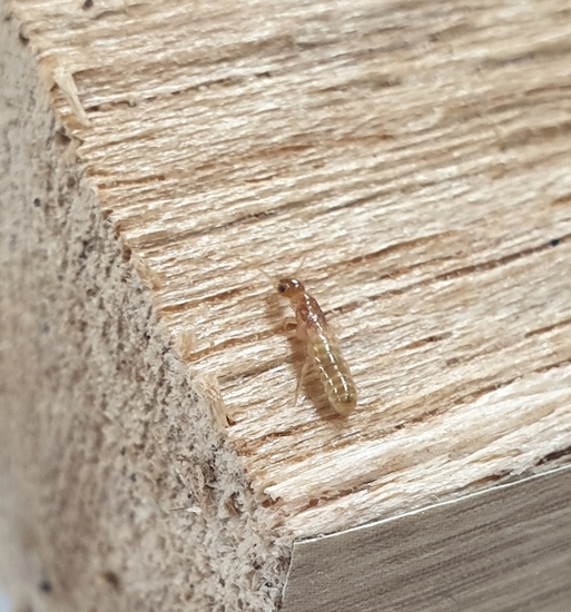 이번에 새롭게 발견된 외래 흰개미는 마른 목재에 피해를 주는 것으로 알려졌다.