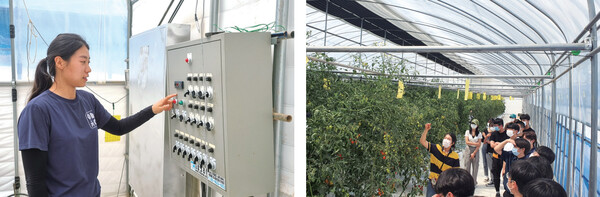 (좌) 토마토 스마트팜 온실 내부에 설치된 환경제어 시스템. (우) 맛디아농장에서 운영 중인 ‘토마토랜드’ 체험프로그램 모습.