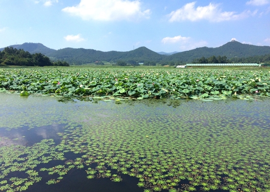 전남 강진의 연방죽 생태순환 수로농업시스템은 국가중요농업유산으로 지정돼 있다.