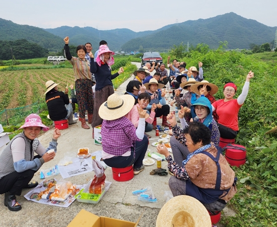 한국생활개선산청군연합회는 지난 5일 공동학습포 990㎡에서 고구마 수확에 구슬땀을 흘렸다.