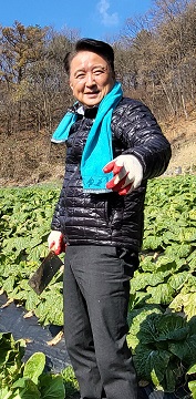김영환 충북지사가 못난이배추를 수확하고 있다. 