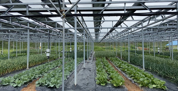 전라남도농업기술원 원예연구소는 지난 2018~2020년 노지채소를 중심으로 영농형 태양광 실증연구를 실시했다.