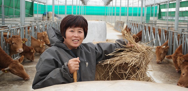 김수연 세원농장 대표는 남편과 사별하고 2두 남은 한우를 37두까지 늘려 고품질 한우를 출하하고 있다