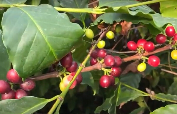 나로커피농장에서 생산하는 커피열매는 연간 1.2톤. 4~6월 사이 일주일에 한 번 최대 50㎏까지만 수확할 수 있다.