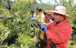 이동필 농림축산식품부장관 사과 적과작업하며 농촌일손돕기 나서 - 뉴스 썸네일 이미지